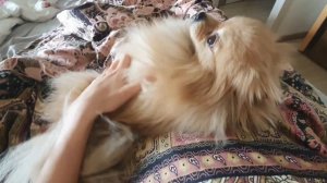 Шпиц рад утренним нежностям, а коту это не надо!