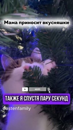 Мама принесла вкусняшки #astenfamily#кототерапия #кошечки#приколыкоты#котыприколы#смешныекотики