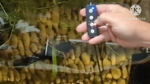 Honest Product Review The Seaoura Aquarium LED Aquarium Light 24/7  Detailed Review and Instruction