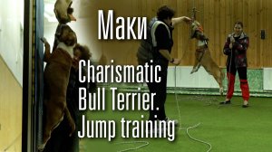 Миниатюрный бультерьер Маки на легкоатлетической тренировке по питстафф многоборью.