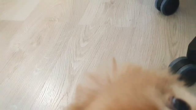 За что кот ударил шпицинку?