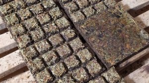 5 Прессовка зверобоя гранулированного со зверобоем продырявленным в чайную "шоколадку" 16 долек.