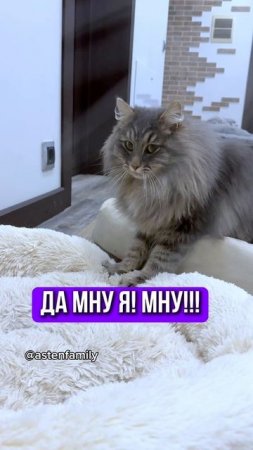 Главный помощник  #astenfamily#кототерапия #кошечки#приколыкоты#котыприколы#смешныекотики