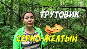 Трутовик серно-жёлтый - собираем съедобный и вкусный гриб