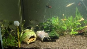 Аквариум 56 литров и его обитатели