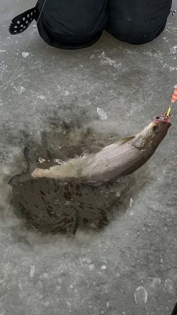 КРАСОТУЛЯ!