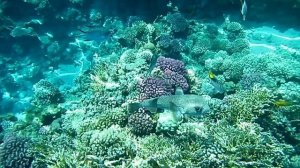 Длинношипая рыба ёж. Красное море. Шарм-эш-Шейх. Шаркс-Бей. 2024