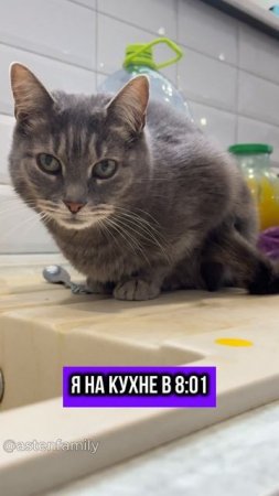 Не ем после 8  #astenfamily#кототерапия #кошечки#приколыкоты#котыприколы#смешныекотики