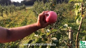 Яблоня сорт Женева ранняя (Early Geneva)  / Ранние летние сорта яблонь