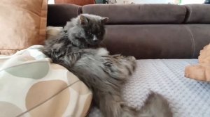 Басю захватил осьминог!