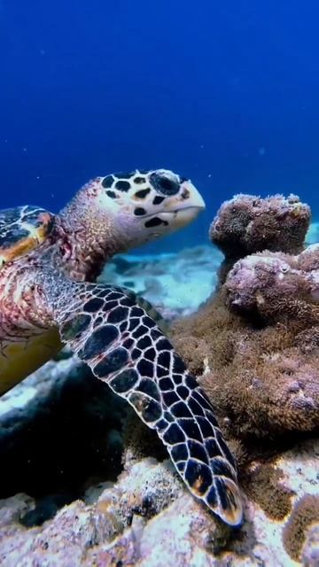 Зелёная Морская Черепаха: Гигант Водных Просторов и Ее Уникальная Диета