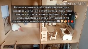 Хомяк бегает по гигантскому дому!