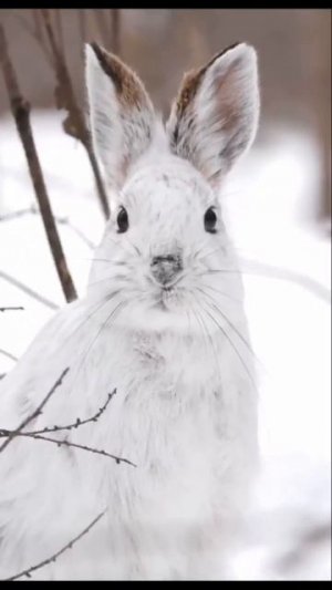 Зимний Белый Кролик: Мастер Акустики в Снежной Тишине
