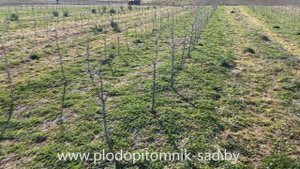 ПРАВИЛЬНАЯ обрезка ЯБЛОНЬ весной в питомнике плодовых деревьев и растений Сад для начинающих