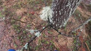 Бег Трейл Хвастовичский район