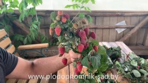 Малина Радзиева (Radziejowa)  Один из самых лучших сортов польской селекции.