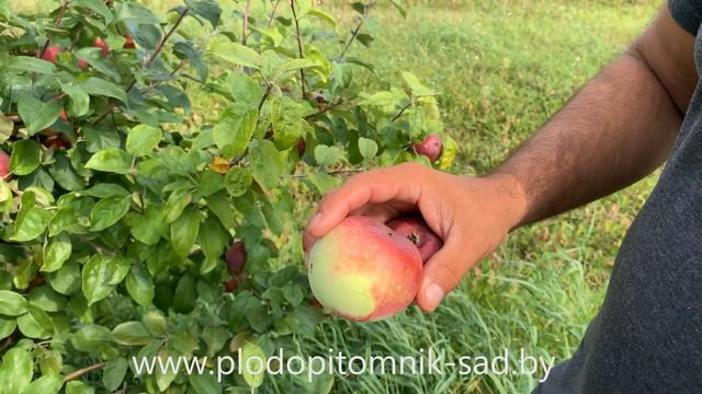 Яблоня сорт Алеся. Самый востребованный промышленный сорт яблок белорусской селекции. смотреть онлайн