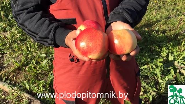 Яблони стелющиеся сорта Соколовское и Ковровое смотреть онлайн