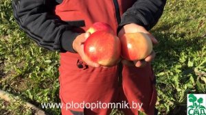 Яблони стелющиеся сорта Соколовское и Ковровое