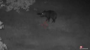 Atn x-sight 4k pro 5-20x - 100 metros. Calibre 243 win