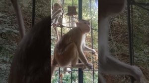 Дикая жизнь обезьян среди людей