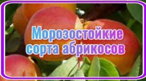 Топ7. Зимостойкие абрикосы.