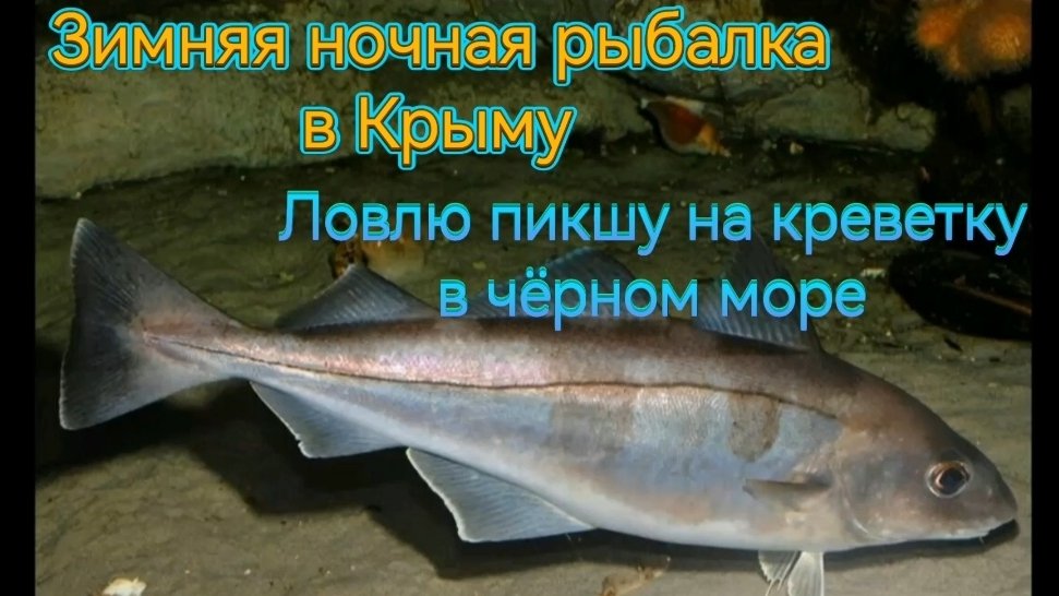 Зимняя ночная рыбалка на чёрном море в Крыму, ловлю пикшу на креветку!