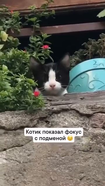 Магия котят