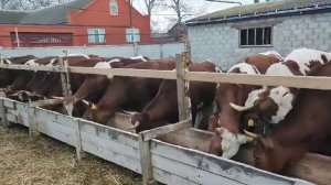 Продаются нетели Айрширской породы финская линия в количестве 30 голов. Ожидаемые оттёлы лето осе