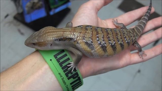 Baby Northern Blue Tongue Skinks