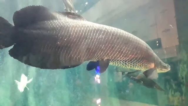 IKAN BESAR VIRAL DI MALL TENTREM SEMARANG #wisatasemarang  #malltentrem #hotelsemarang