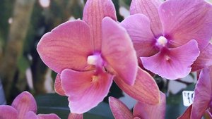 Цветение Phal. Charming Salmon '1320' (Орхидеи Обнинск)