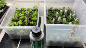 Черенкую хризантему Мультифлора. 
Что же буду делать дальше с укорененной вегетативной Вербеной?