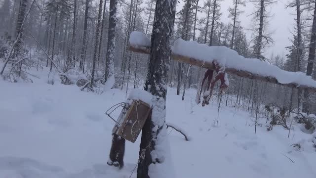 Проверка капканов. Охота на соболя 2025 год. Якутия.
