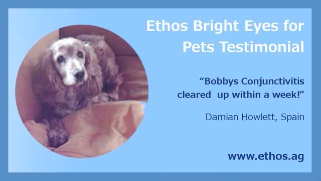 Conjunctivitis In Dogs Eye Drops Review Video смотреть онлайн