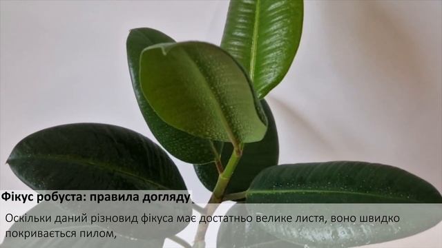 Фікус робуста: правила догляду