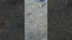 шикори кабг охота на куропатка hunting for chukar keklik avı