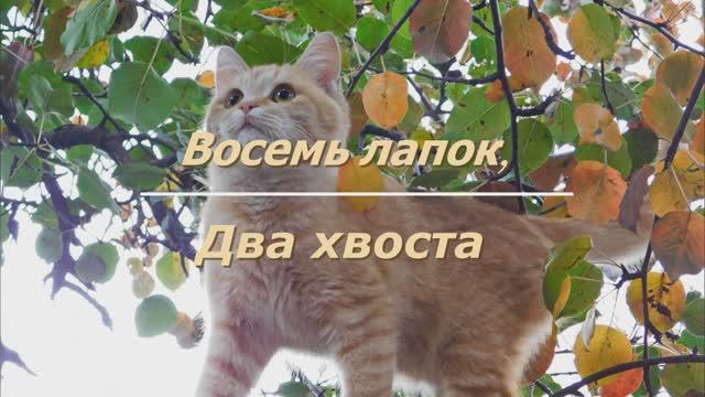 Восемь лапок, два хвоста смотреть онлайн