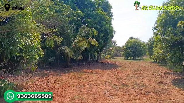 🆔49// (sold out)88 cent farm land 🌴🌳eb service borewell மாமரம் தென்னை மரம் நெல்லி மரம் смотреть онлайн
