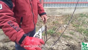 Посадка и обрезка яблони двухлетней, актуально для груши, вишни, черешни, сливы, алычи, абрикоса.