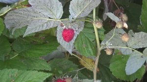 Малина сорт Бальзам