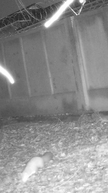 Ночной бродяга смотреть онлайн