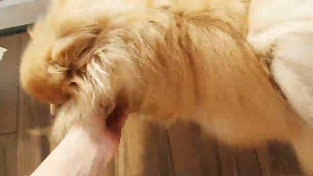 Утренние ритуалы шпицинки и кота!