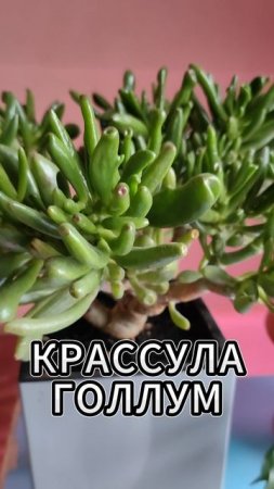 Крассула Голлум особенности выращивания