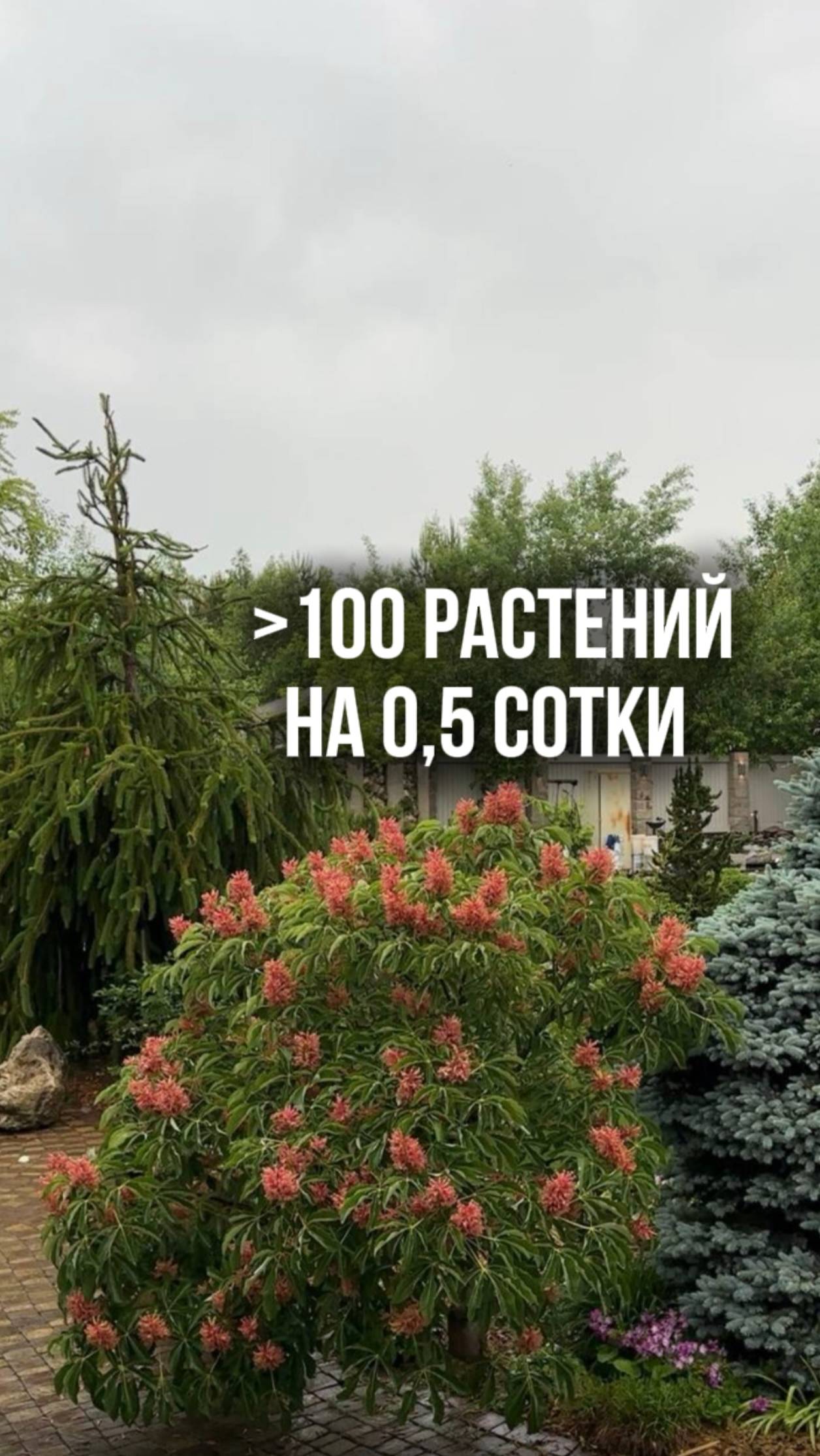 Лето 2024. Беседа с ведущей YouTube канала «ЭКОПЛАНТ Питомник Растений» Софьей Тихомировой.