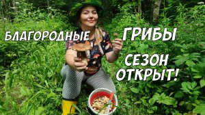 Белый, подберезовики и лисички - летние грибы