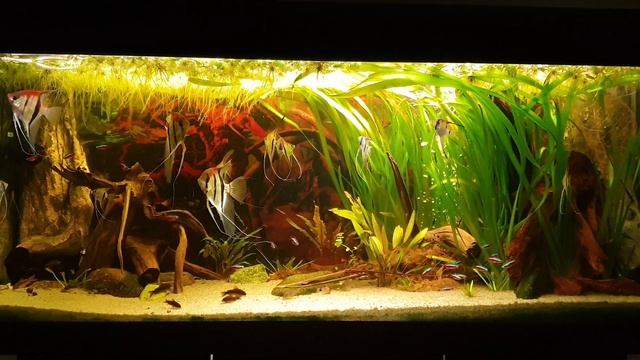 Manacapuru and Rio Nanay scalare смотреть онлайн