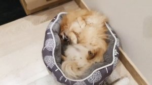 Шпиц Бася точно знает, как удобно спать!