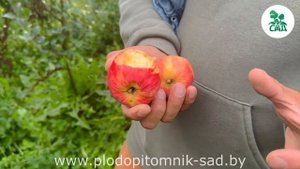 Яблоня Горнист: удивительные свойства и преимущества этого сорта.