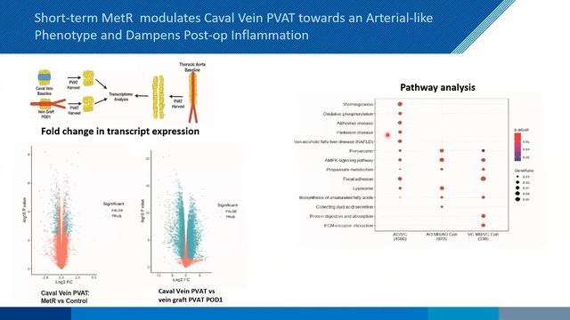 January 2021: Vascular remodeling imaging of murine vein grafts using high frequency ultrasound смотреть онлайн